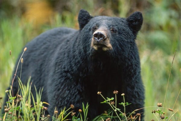 Black Bear Attack in Bunkhouse