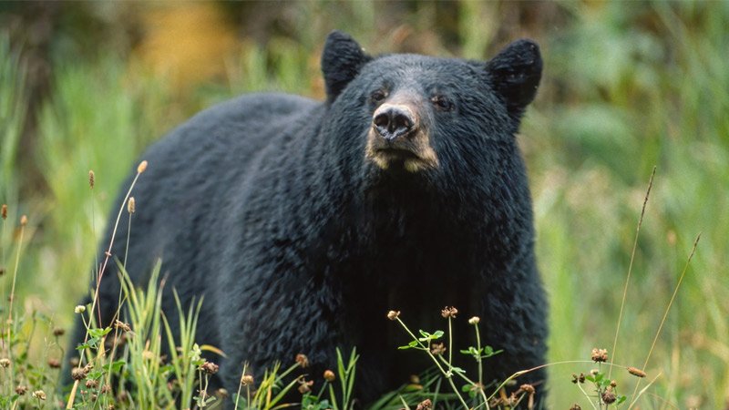 Black Bear Attack in Bunkhouse