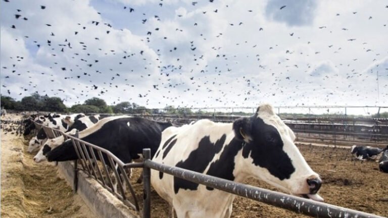 U.S. Dairy Farms