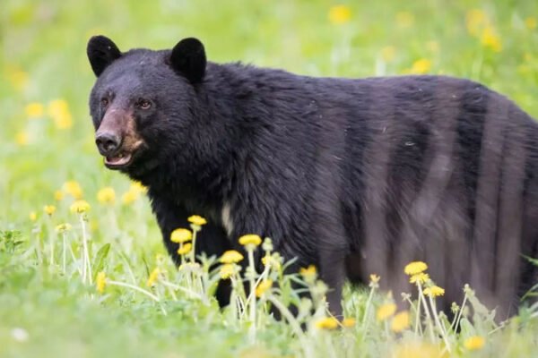 Family Falls Ill After Consuming Infected Bear Meat