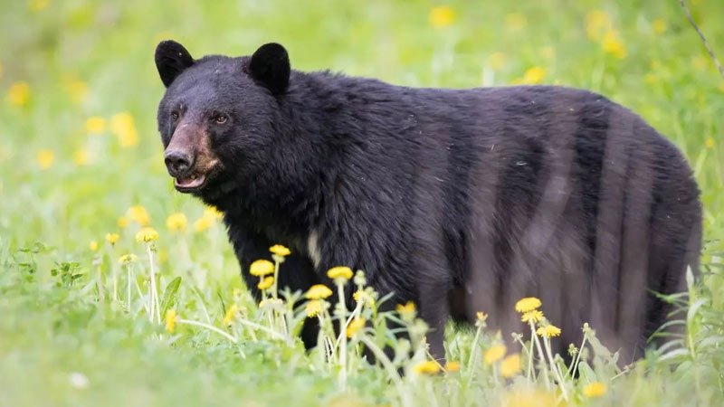 Family Falls Ill After Consuming Infected Bear Meat